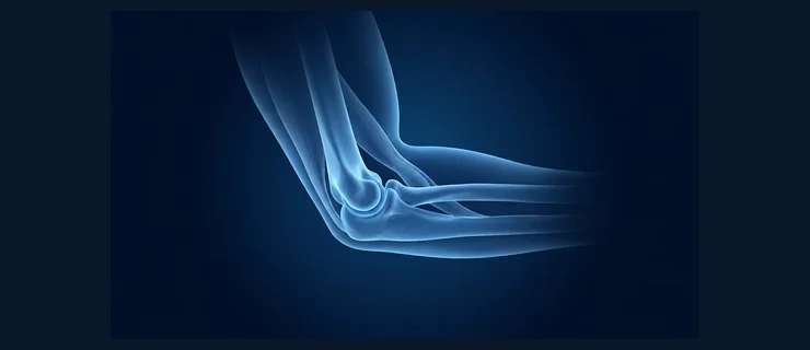 Elbow joint anatomy